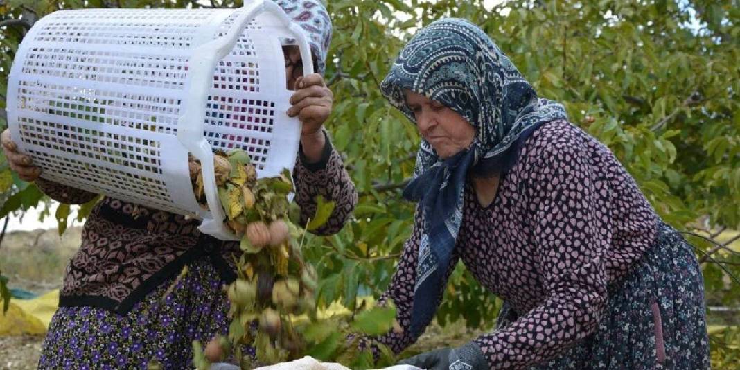 13.400 dekardan 500 ton üretim yapılıyor! Beklenen hasat sonunda geldi: Sabahın ilk ışıklarında tarlada hareketlilik başlıyor 5